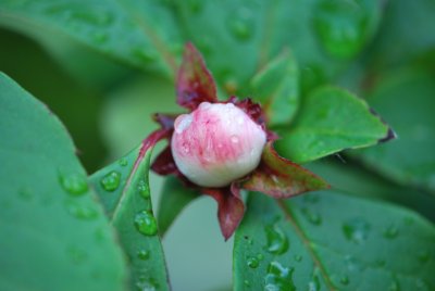 Stewartia sinensis - stewartie čínská - poupě